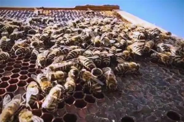 意蜂春季的养殖技术,春繁是意蜂春季管理的核心