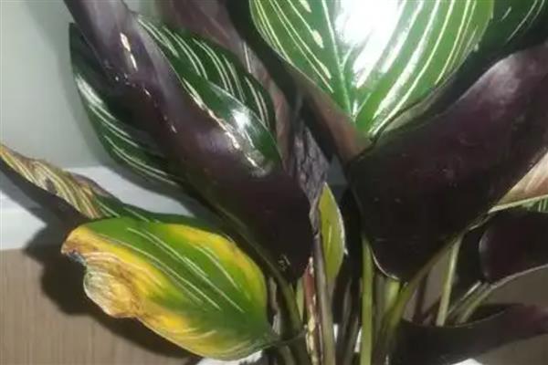双线竹芋叶子焦边干枯的原因，可能是光照过强所致