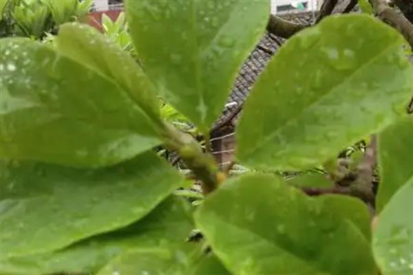 紫玉兰黄叶的原因，可能是根系生长受阻所致