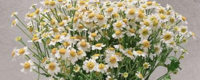 洋甘菊水养能养多久，夏季只能养1-2天