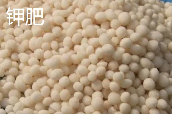 常用的肥料种类,分为无机肥和有机肥