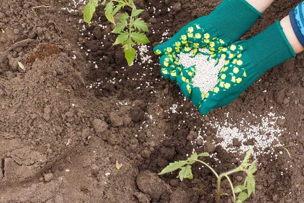 常用的肥料种类,分为无机肥和有机肥