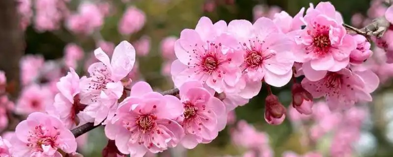 冬天有哪些开的花，常见的有梅花、水仙等
