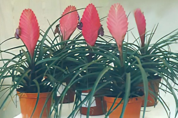 铁兰的花语，寓意坚强、完美等