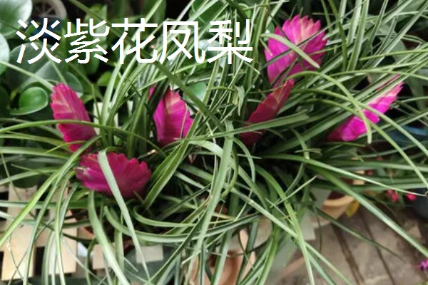 铁兰的花语，寓意坚强、完美等