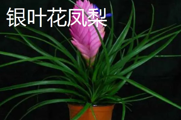 铁兰的花语，寓意坚强、完美等