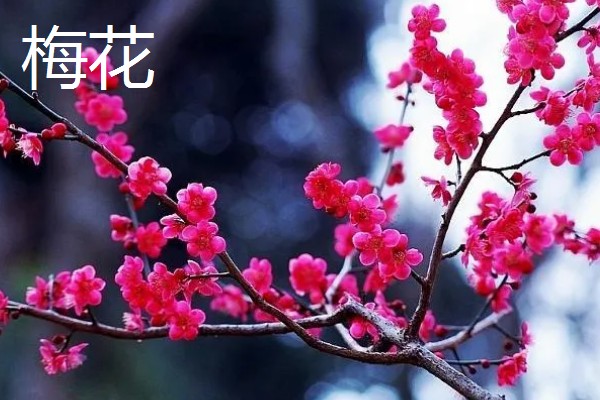 冬天有哪些开的花，常见的有梅花、水仙等