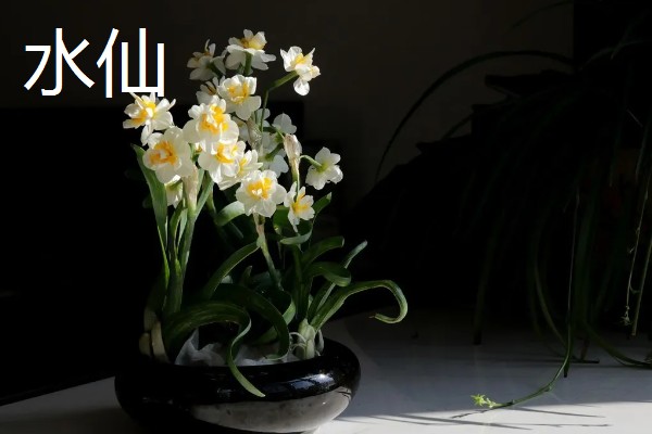 冬天有哪些开的花，常见的有梅花、水仙等