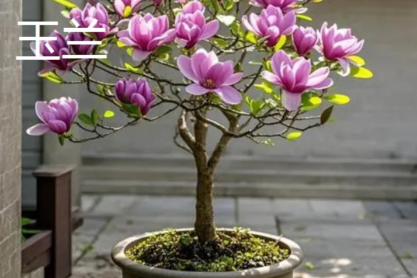冬天有哪些开的花，常见的有梅花、水仙等