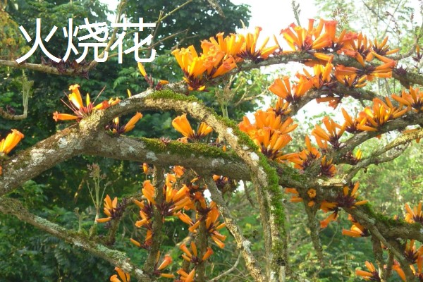 冬天有哪些开的花，常见的有梅花、水仙等