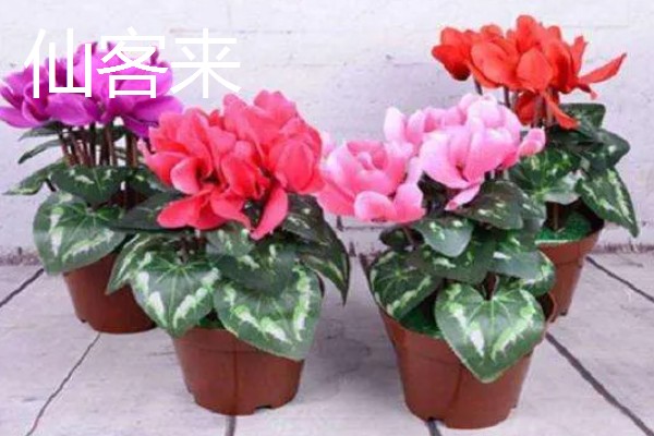 冬天有哪些开的花，常见的有梅花、水仙等