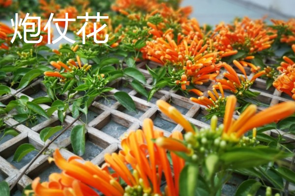 冬天有哪些开的花，常见的有梅花、水仙等