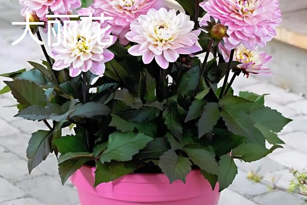 冬天有哪些开的花，常见的有梅花、水仙等