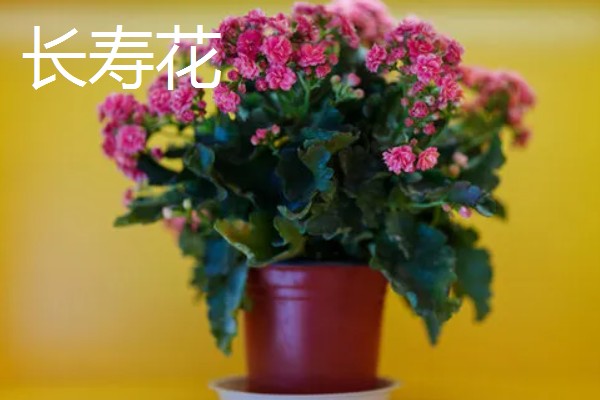 冬天有哪些开的花，常见的有梅花、水仙等