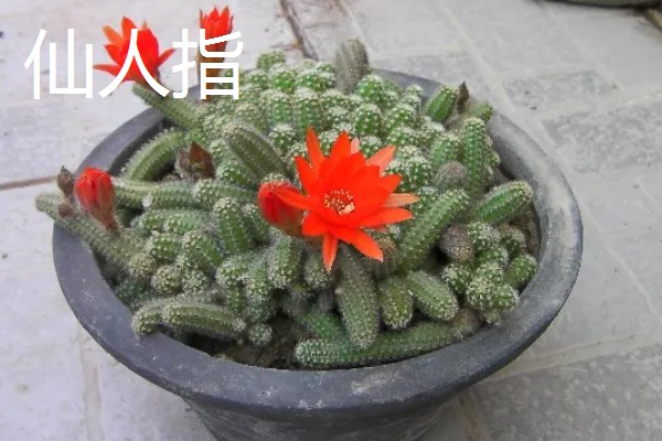 冬天有哪些开的花，常见的有梅花、水仙等
