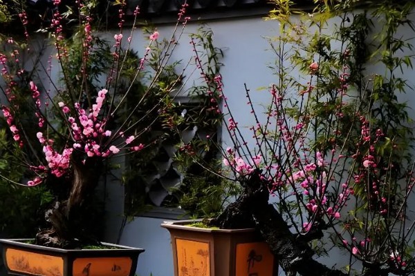 冬天有哪些开的花，常见的有梅花、水仙等