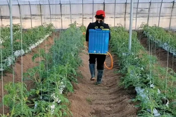 番茄助壮素的使用注意事项，针对不同病症的使用方法不同