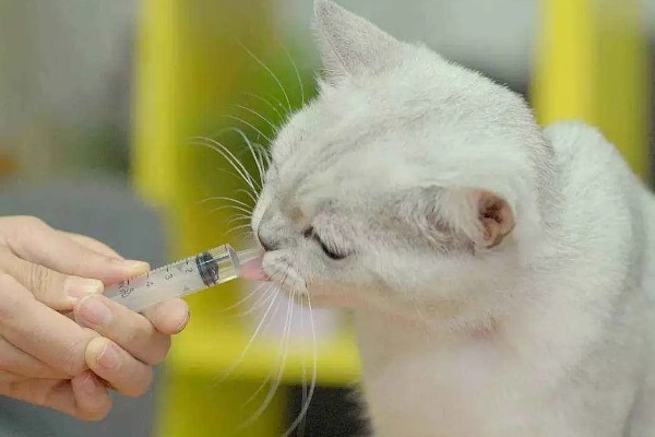 夏天猫咪吹空调的注意事项，不能长期吹空调