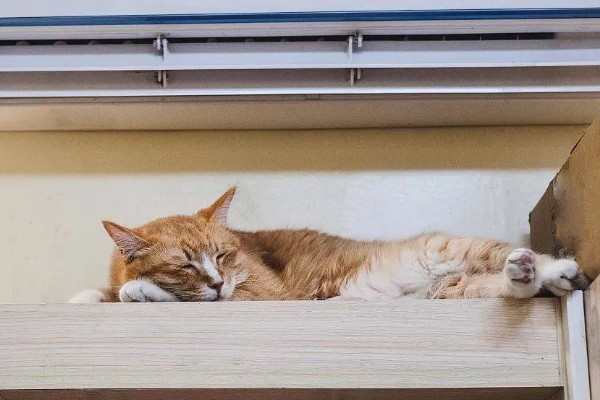 夏天猫咪吹空调的注意事项，不能长期吹空调