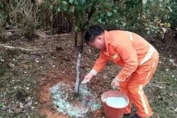 秋天的叶子有哪些颜色，有翠绿色、浅绿色、墨绿色等