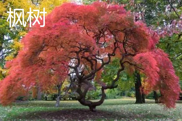 秋天的叶子有哪些颜色，有翠绿色、浅绿色、墨绿色等