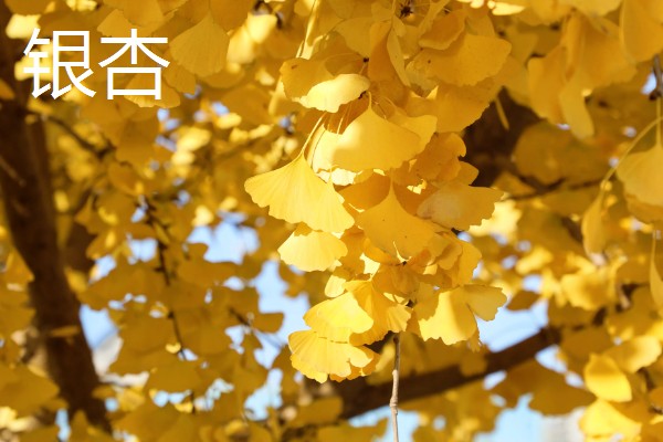 秋天的叶子有哪些颜色，有翠绿色、浅绿色、墨绿色等