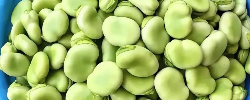 蚕豆收获后怎样保存，可冷藏、晾晒等