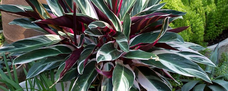 怎么养竹芋花，适宜的生长温度为20-28℃