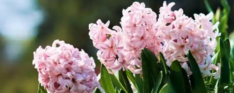 耐寒好养的花卉，推荐花信子、菊花等