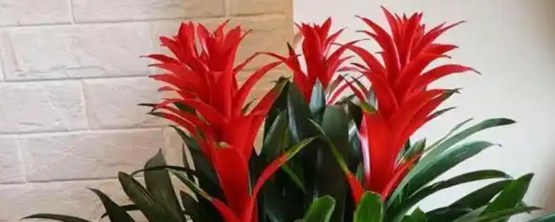 鸿运当头花生虫了怎么处理，可喷洒药剂杀虫