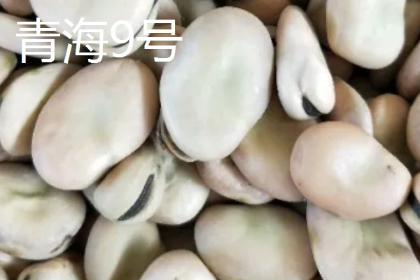 蚕豆收获后怎样保存，可冷藏、晾晒等