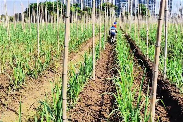 种甘蔗施哪种肥，可以施复合肥、农家肥等