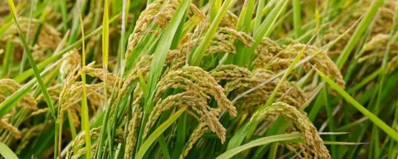 海水稻的简介，是耐盐碱水稻的形象化名称