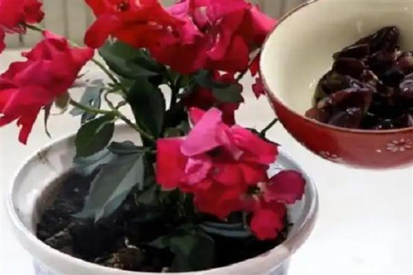 葡萄皮能做肥料吗，发酵后可以作肥料