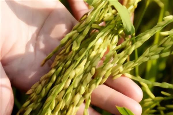 海水稻的简介，是耐盐碱水稻的形象化名称