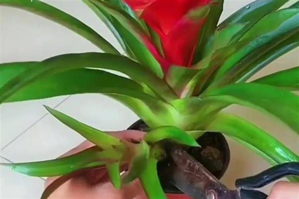 鸿运当头花生虫了怎么处理，可喷洒药剂杀虫