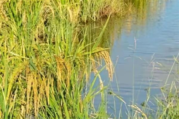 海水稻的简介，是耐盐碱水稻的形象化名称