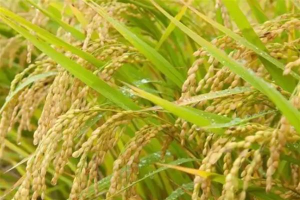 海水稻的简介，是耐盐碱水稻的形象化名称