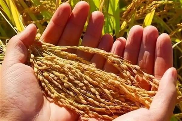 海水稻的简介，是耐盐碱水稻的形象化名称