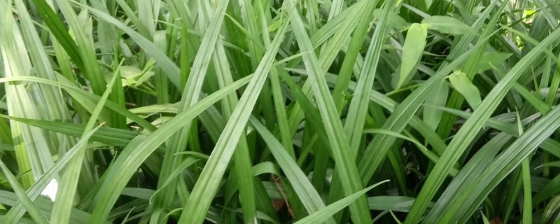 吉祥草的花语，寓意喜庆临门、高洁典雅等