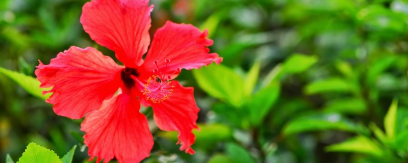 有哪些红色的花，有叶子花、梅花、桃花等