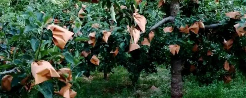 水果套袋的时期，在果实生理落果后的6月下中旬进行