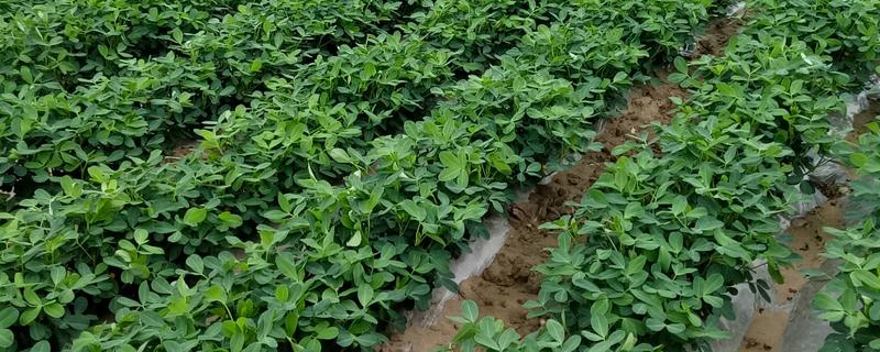 花生的高产种植技术，首先要进行浸泡催芽