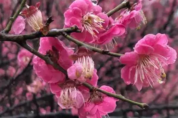 有哪些红色的花,有叶子花、梅花、桃花等