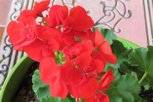 有哪些红色的花,有叶子花、梅花、桃花等