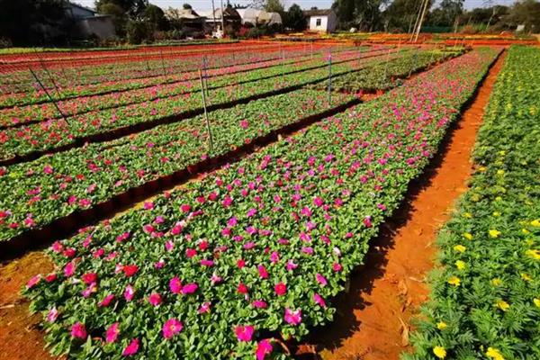 有哪些红色的花,有叶子花、梅花、桃花等
