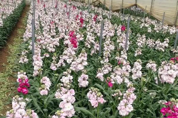 有哪些红色的花,有叶子花、梅花、桃花等