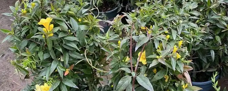 怎么养法国香水藤茉莉，可以放在全日照的环境中