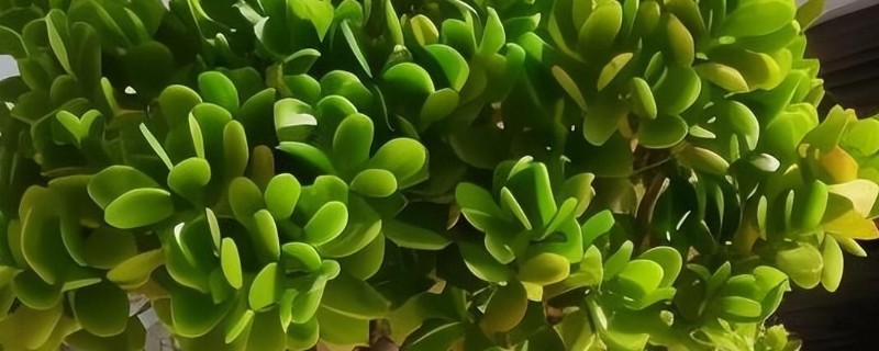 玉树的繁殖方法，可以用扦插法繁殖玉树