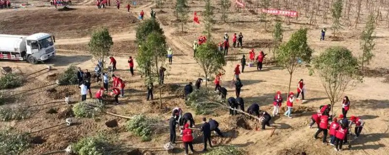 七八月份栽树能成活吗，是可以成活的